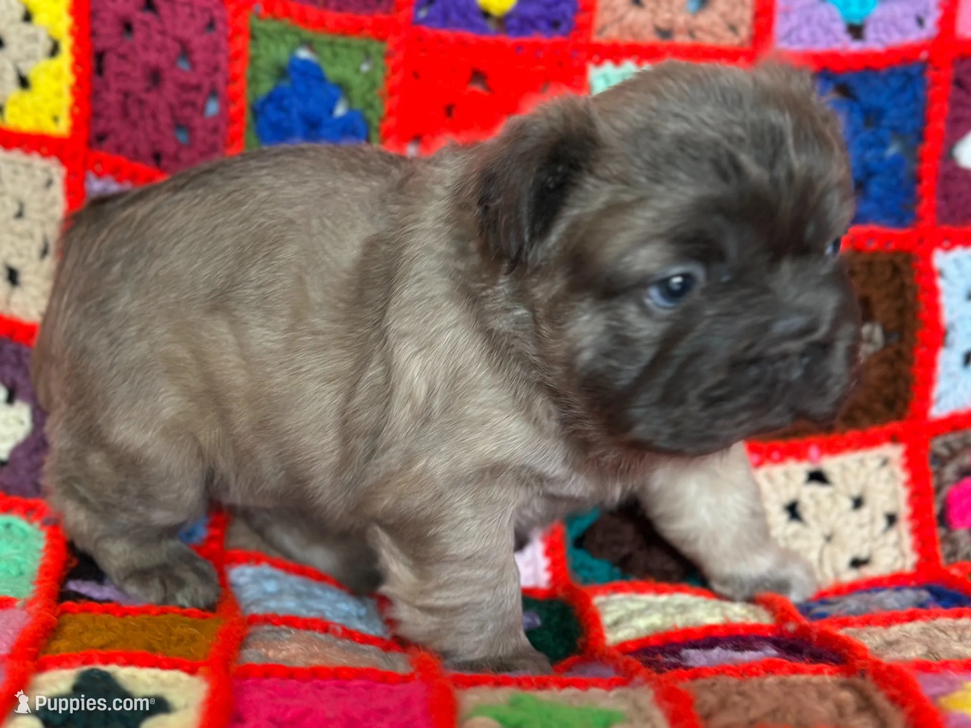 FLUFFY  BLUE FAWN  BIG ROPE, a female French Bulldog for sale in North Haledon, NJ – Photo 2 of 10