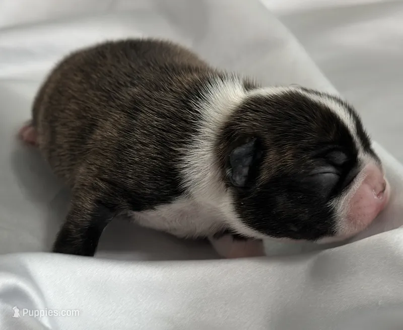 Ever Grace – Boston Terrier puppy for sale in North Haledon, NJ