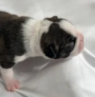 Cherry Princess, a female Boston Terrier for sale in North Haledon, NJ – 2 of 4