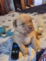 Massie, a male Dogue de Bordeaux for sale in Crossville, TN – Photo 1 of 4