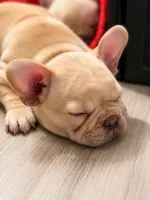Lil Bubba, a male French Bulldog for sale in Hutchinson, KS – 3 of 6
