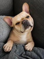 Blaze, a male French Bulldog for sale in Hutchinson, KS – 5 of 5