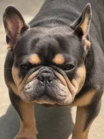 Blaze, a male French Bulldog for sale in Hutchinson, KS – 2 of 5