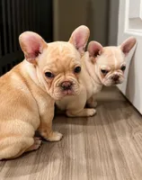 Lil Bubba, a male French Bulldog for sale in Hutchinson, KS – 4 of 6