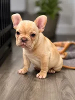 Lil Bubba, a male French Bulldog for sale in Hutchinson, KS – 1 of 6