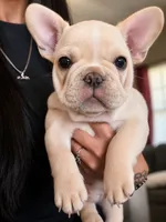 Blaze, a male French Bulldog for sale in Hutchinson, KS – 3 of 5