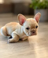 Princess Peach, a female French Bulldog for sale in Hutchinson, KS – 1 of 5