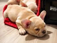 Lil Bubba, a male French Bulldog for sale in Hutchinson, KS – 2 of 6