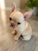 Princess Peach, a female French Bulldog for sale in Hutchinson, KS – 3 of 5