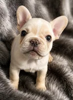 Blaze, a male French Bulldog for sale in Hutchinson, KS – 1 of 5
