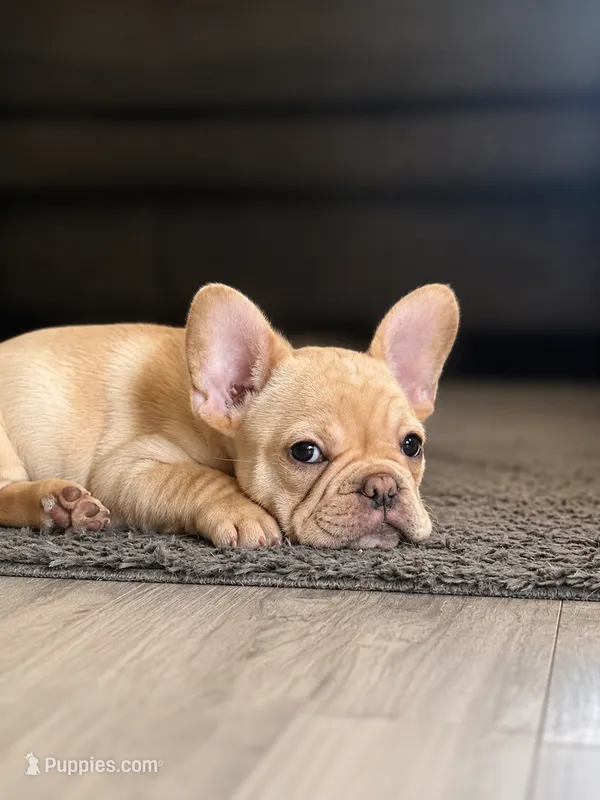 Lil Bubba – French Bulldog puppy for sale in Hutchinson, KS