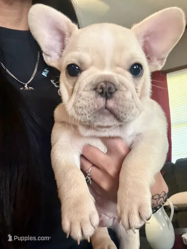 Blaze – French Bulldog puppy for sale in Hutchinson, KS