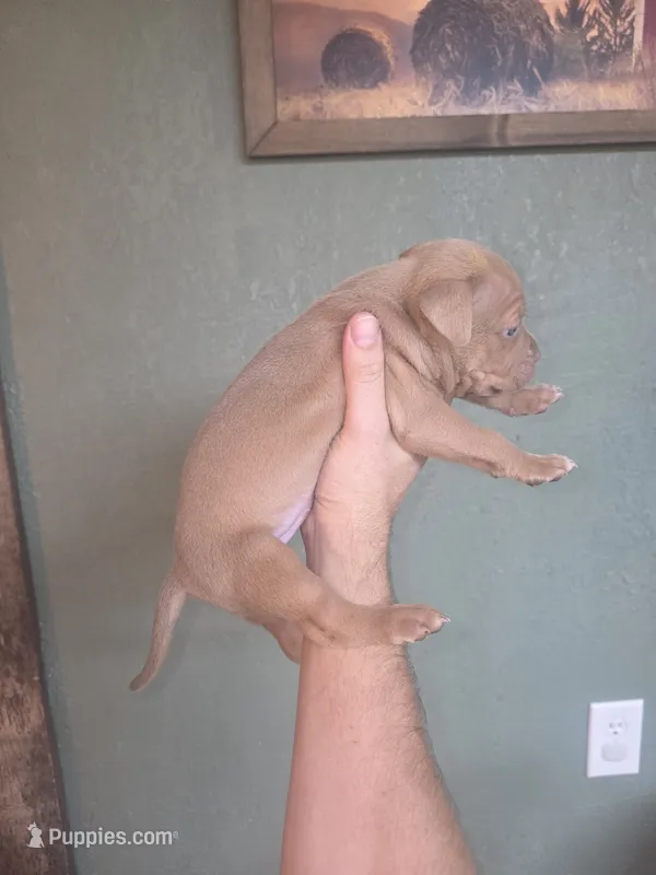 Cream girl – American Bully puppy for sale in Marshfield, MO