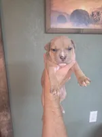 Tan and silver, a female American Bully for sale in Marshfield, MO – 2 of 2