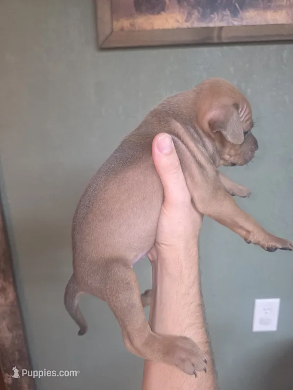 Blue tan female – American Bully puppy for sale in Marshfield, MO