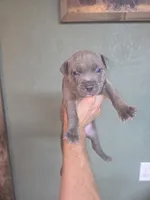 Blue brindle boy, a male American Bully for sale in Marshfield, MO – 2 of 2