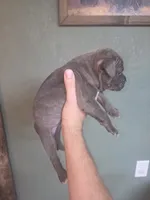 Blue brindle boy 2, a male American Bully for sale in Marshfield, MO – 2 of 2