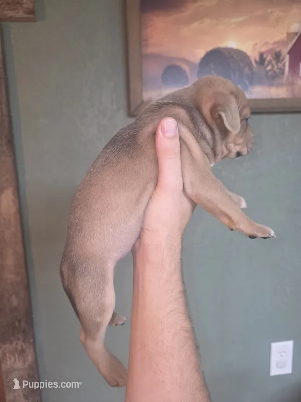 Tan and silver – American Bully puppy for sale in Marshfield, MO