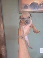 Blue tan female, a female American Bully for sale in Marshfield, MO – 2 of 2