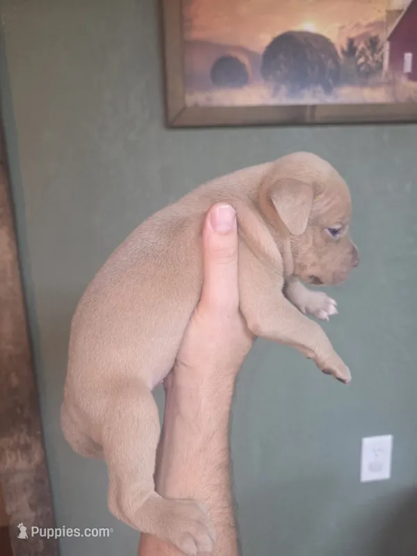 Tan girl – American Bully puppy for sale in Marshfield, MO