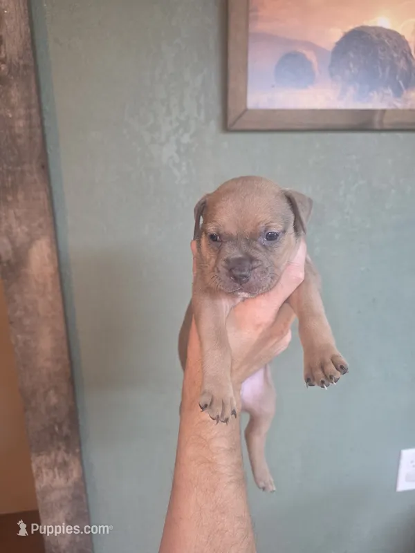 Tri female – American Bully puppy for sale in Marshfield, MO