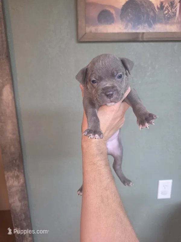 Blue boy – American Bully puppy for sale in Marshfield, MO