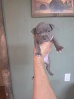 Blue boy, a male American Bully for sale in Marshfield, MO – 1 of 2