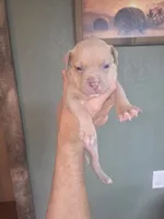 Tan girl, a female American Bully for sale in Marshfield, MO – 2 of 2