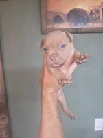 Cream girl, a female American Bully for sale in Marshfield, MO – 2 of 2