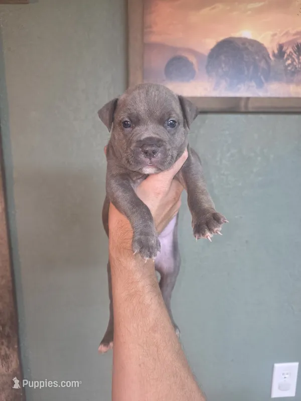 Blue brindle boy 2 – American Bully puppy for sale in Marshfield, MO