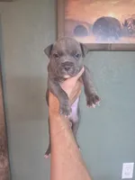 Blue brindle boy 2, a male American Bully for sale in Marshfield, MO – 1 of 2