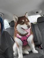 Rosalee, a female Alaskan Malamute for sale in Norwich, VT – Photo 4 of 10