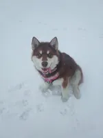 Rosalee, a female Alaskan Malamute for sale in Norwich, VT – Photo 2 of 10