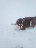 Rosalee, a female Alaskan Malamute for sale in Norwich, VT – Photo 3 of 10