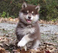 Rosalee, a female Alaskan Malamute for sale in Norwich, VT – Photo 9 of 10
