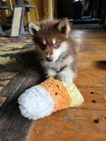 Rosalee, a female Alaskan Malamute for sale in Norwich, VT – Photo 8 of 10