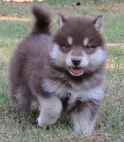 Rosalee, a female Alaskan Malamute for sale in Norwich, VT – Photo 10 of 10