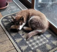 Rosalee, a female Alaskan Malamute for sale in Norwich, VT – Photo 7 of 10