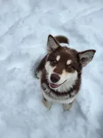 Rosalee, a female Alaskan Malamute for sale in Norwich, VT – Photo 6 of 10