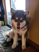 Rosalee, a female Alaskan Malamute for sale in Norwich, VT – Photo 5 of 10