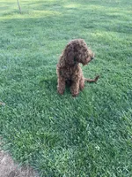 Knuckles, a male Miniature Goldendoodle for sale in Sinking Spring, PA – 2 of 5