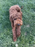 Knuckles, a male Miniature Goldendoodle for sale in Sinking Spring, PA – 1 of 5