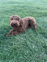 Knuckles, a male Miniature Goldendoodle for sale in Sinking Spring, PA – 4 of 5