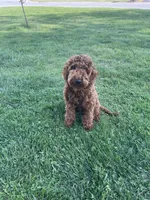 Knuckles, a male Miniature Goldendoodle for sale in Sinking Spring, PA – 5 of 5