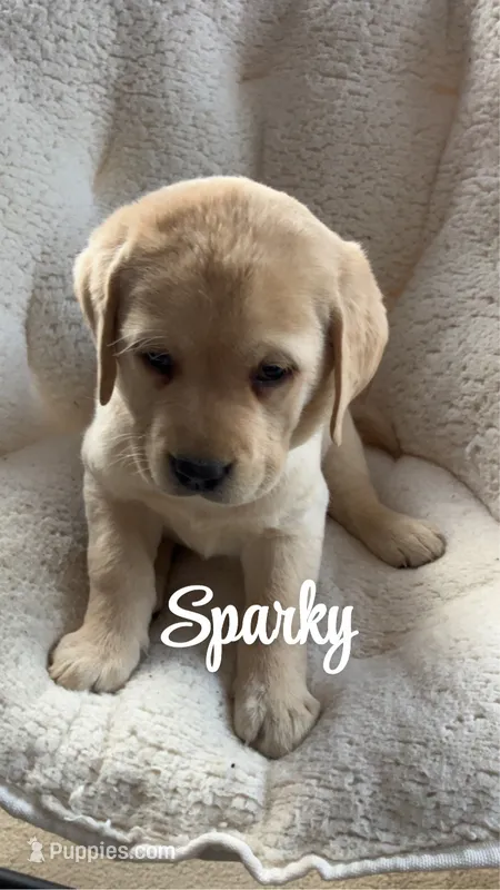 Sparky