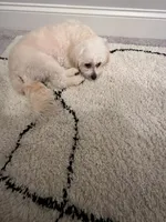 Brady, a male Maltipoo for sale in Buford, GA – 6 of 8