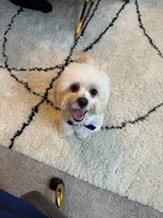 Brady, a male Maltipoo for sale in Buford, GA – 8 of 8