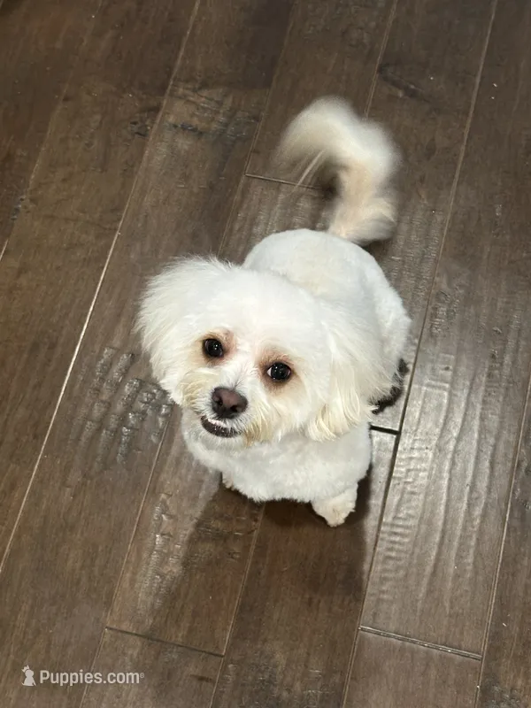Brady – Maltipoo puppy for sale in Buford, GA
