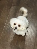 Brady, a male Maltipoo for sale in Buford, GA – 1 of 8