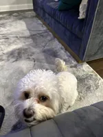 Brady, a male Maltipoo for sale in Buford, GA – 3 of 8